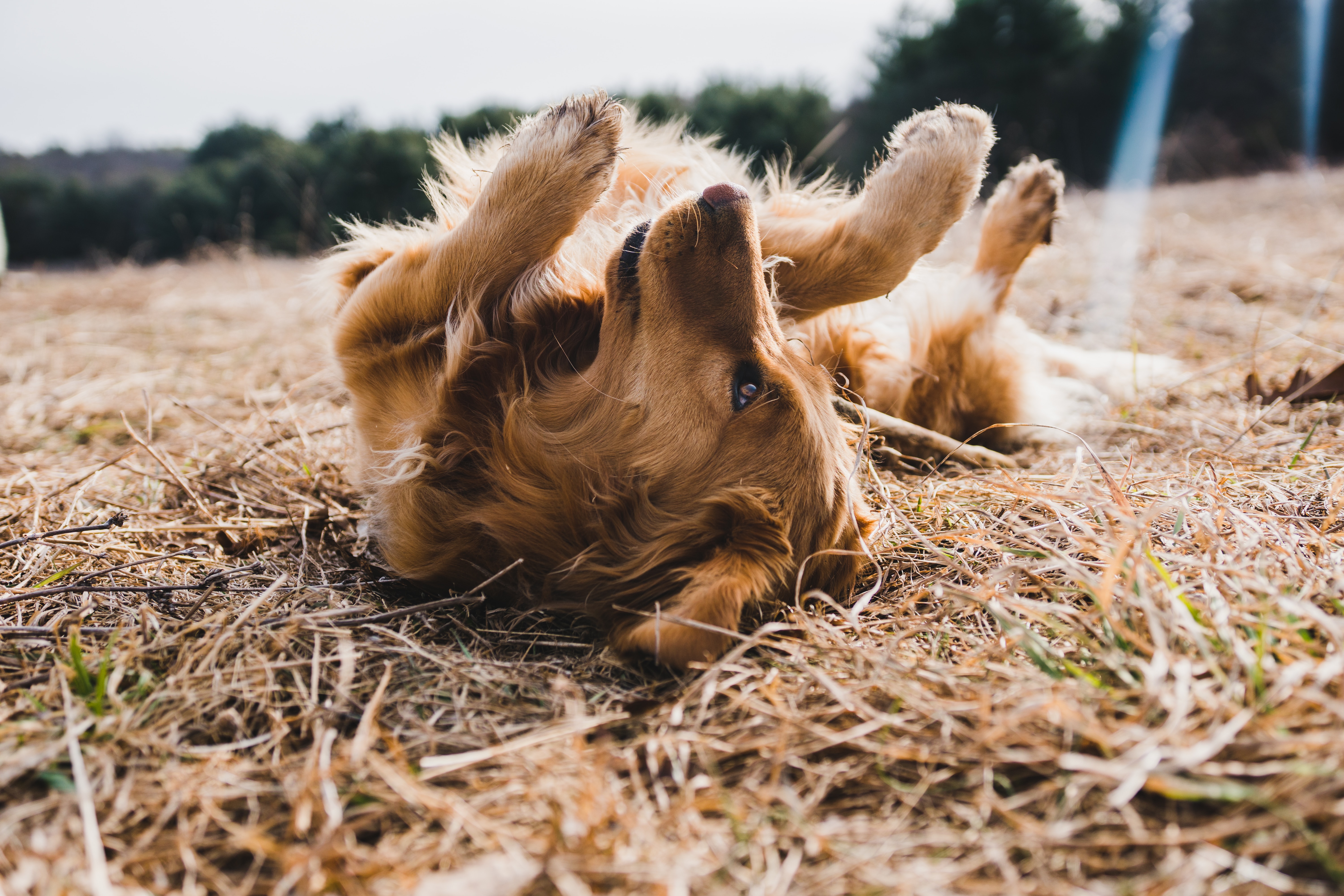 smiling dogs